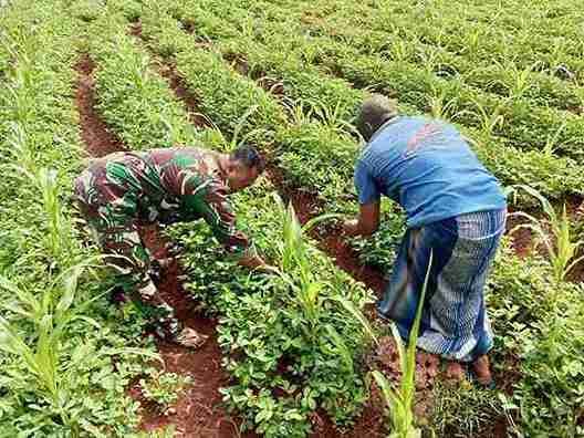 Babinsa Koramil Beri Motivasi Petani Rawat Kebun Kacang di Desa Blaban